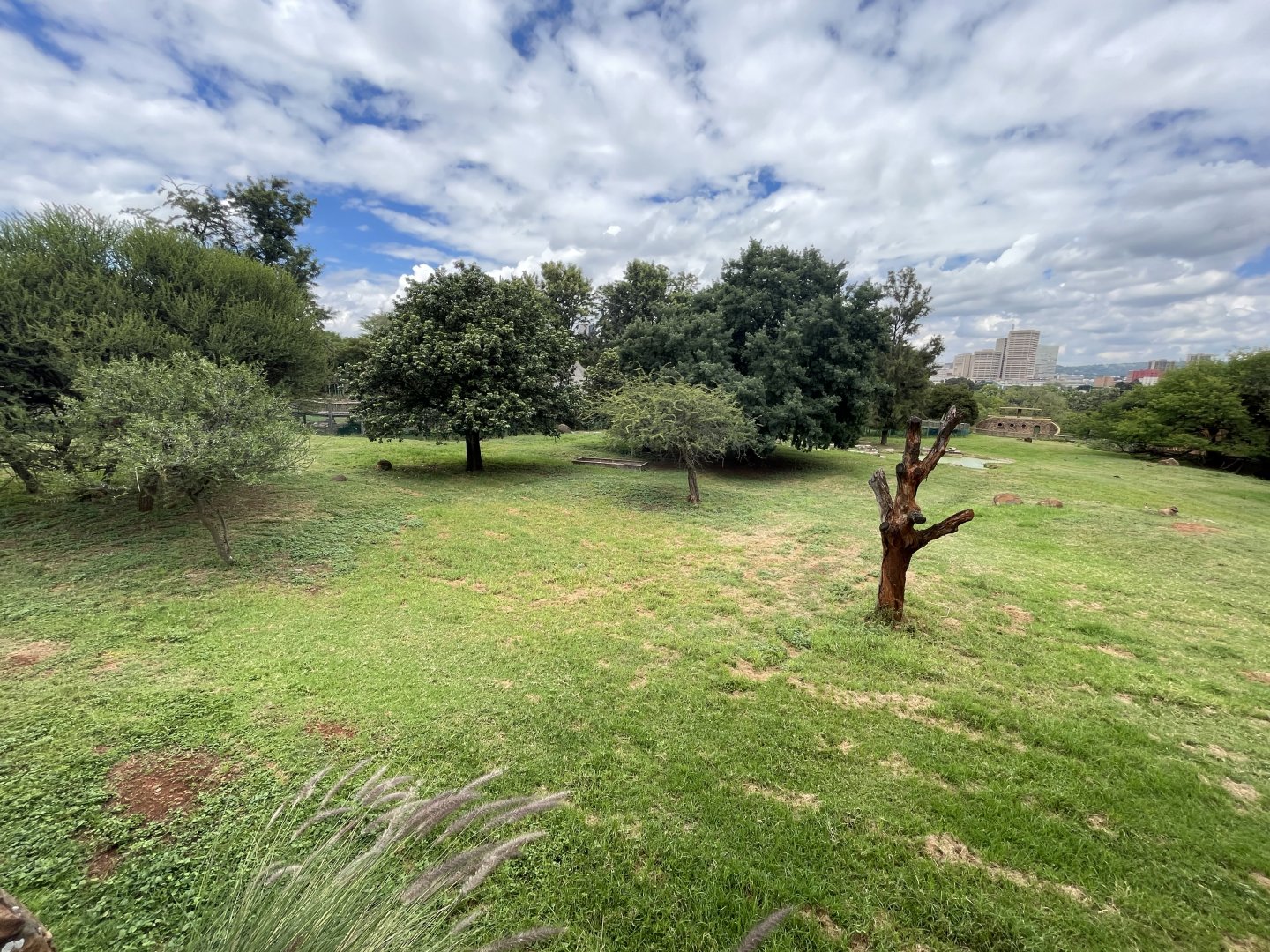 Sable Antelope Enclosure (Hippotragus niger)