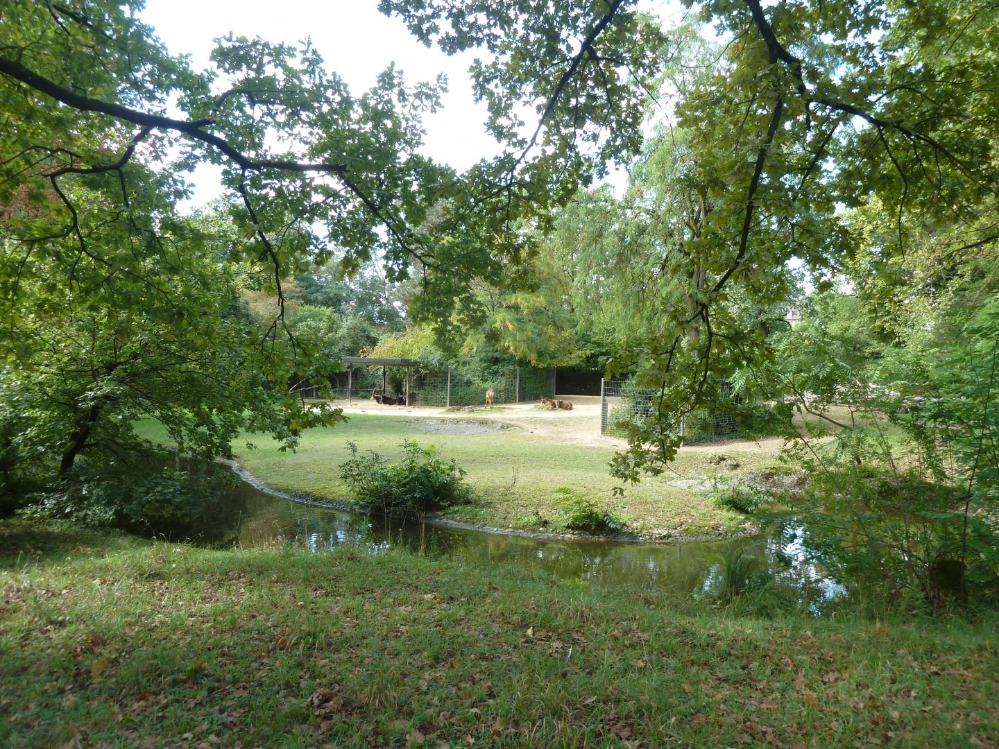 Sable antelope enclosure
