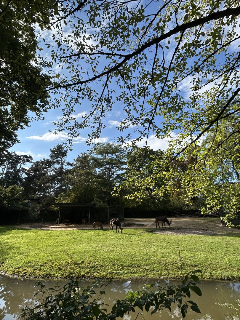 Sable antelope enclosure