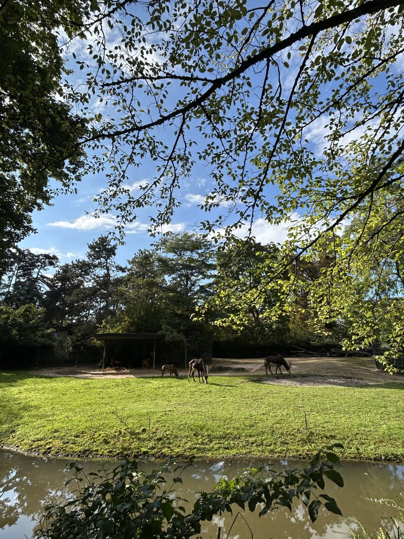 Sable antelope enclosure