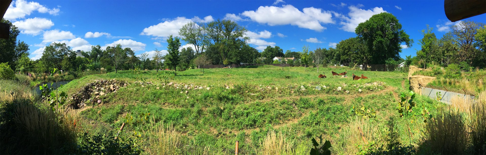 Sable Antelope Exhibit 1