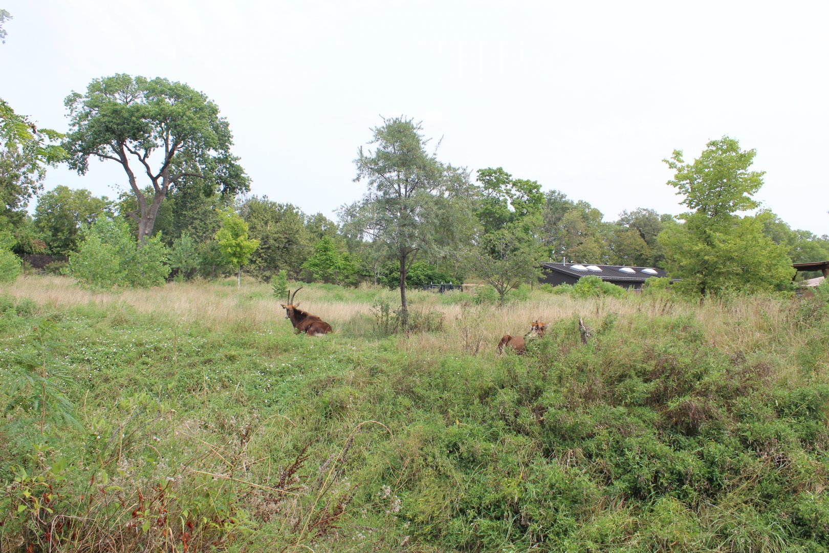 Sable Antelope Exhibit - African Grasslands