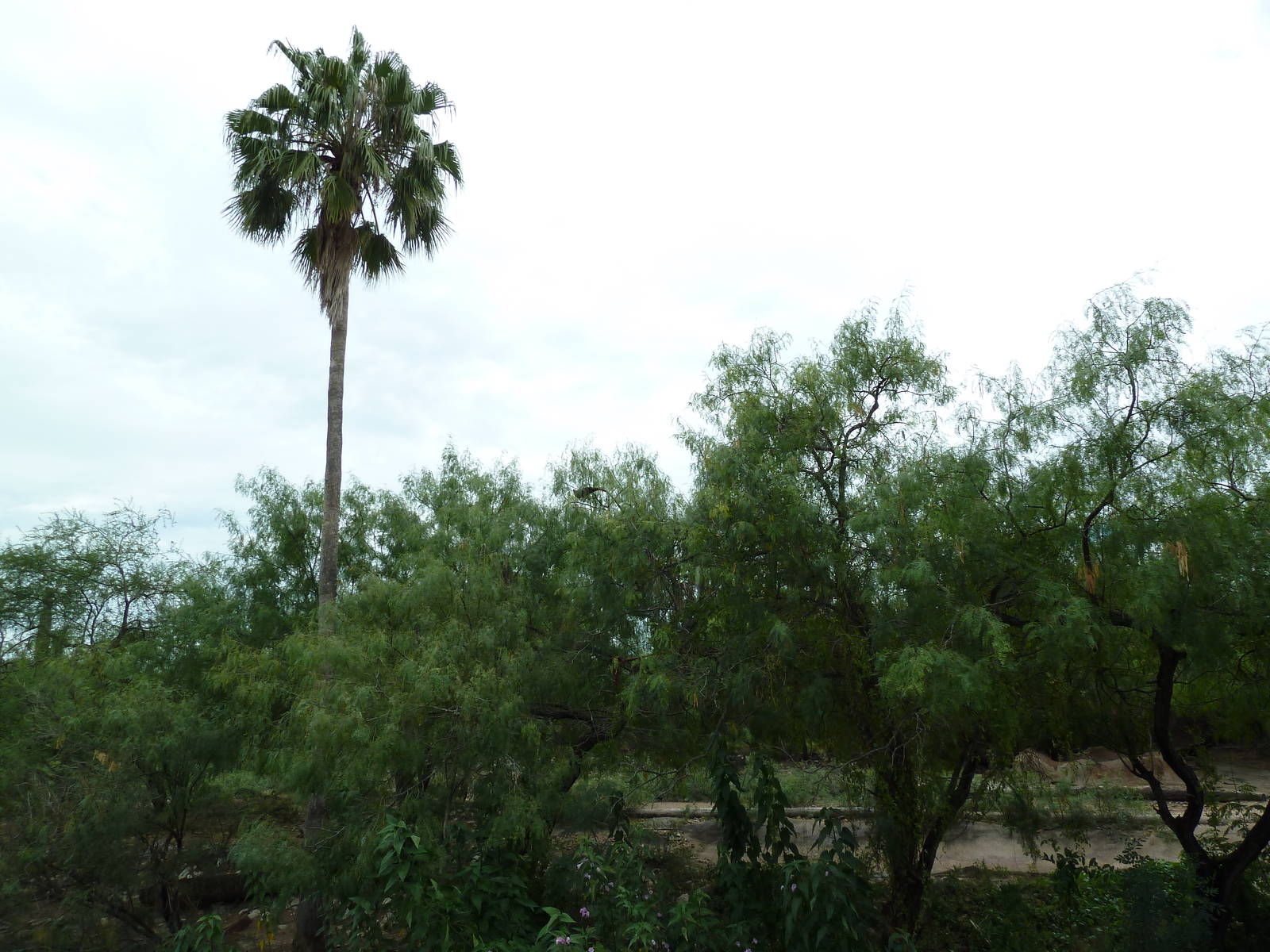 Sable Antelope Exhibit