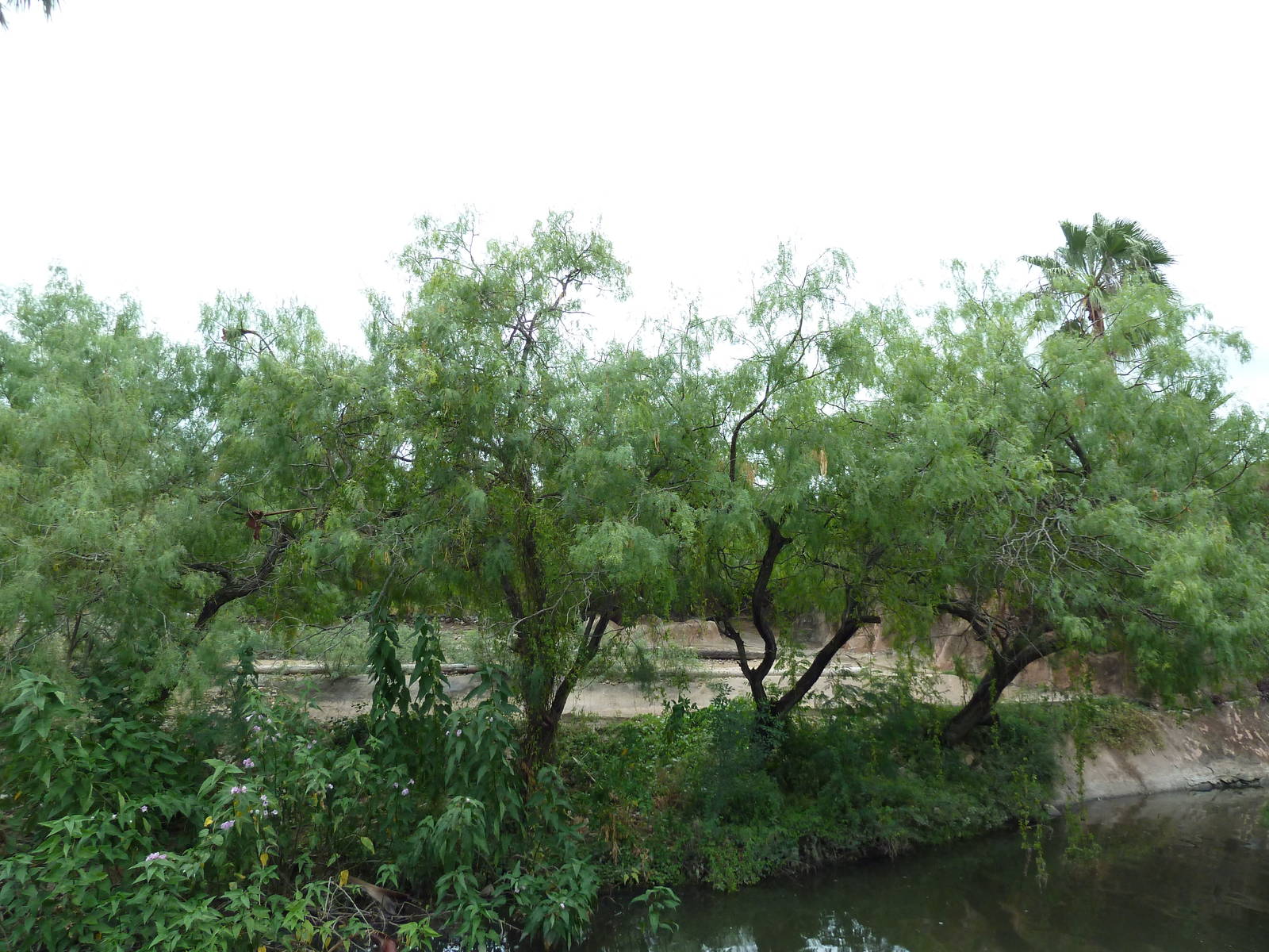 Sable Antelope Exhibit