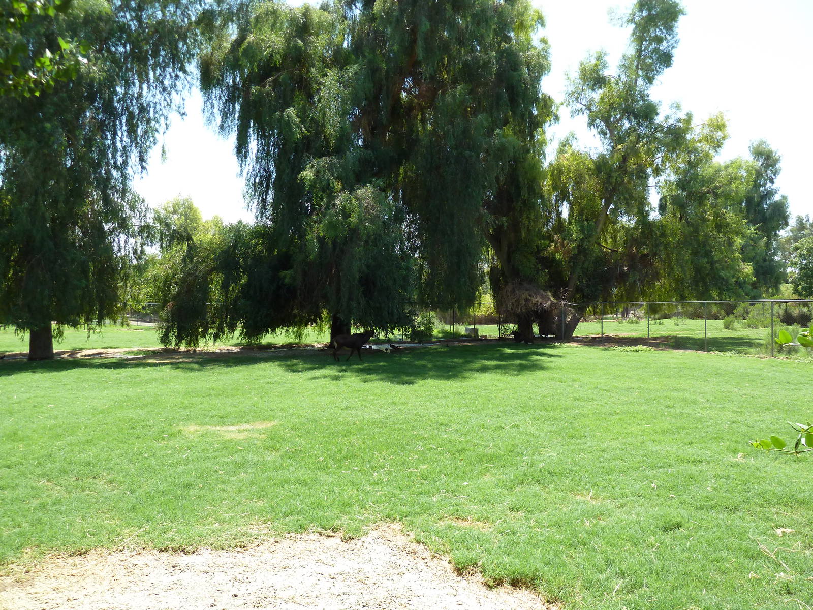 Sable Antelope Exhibit