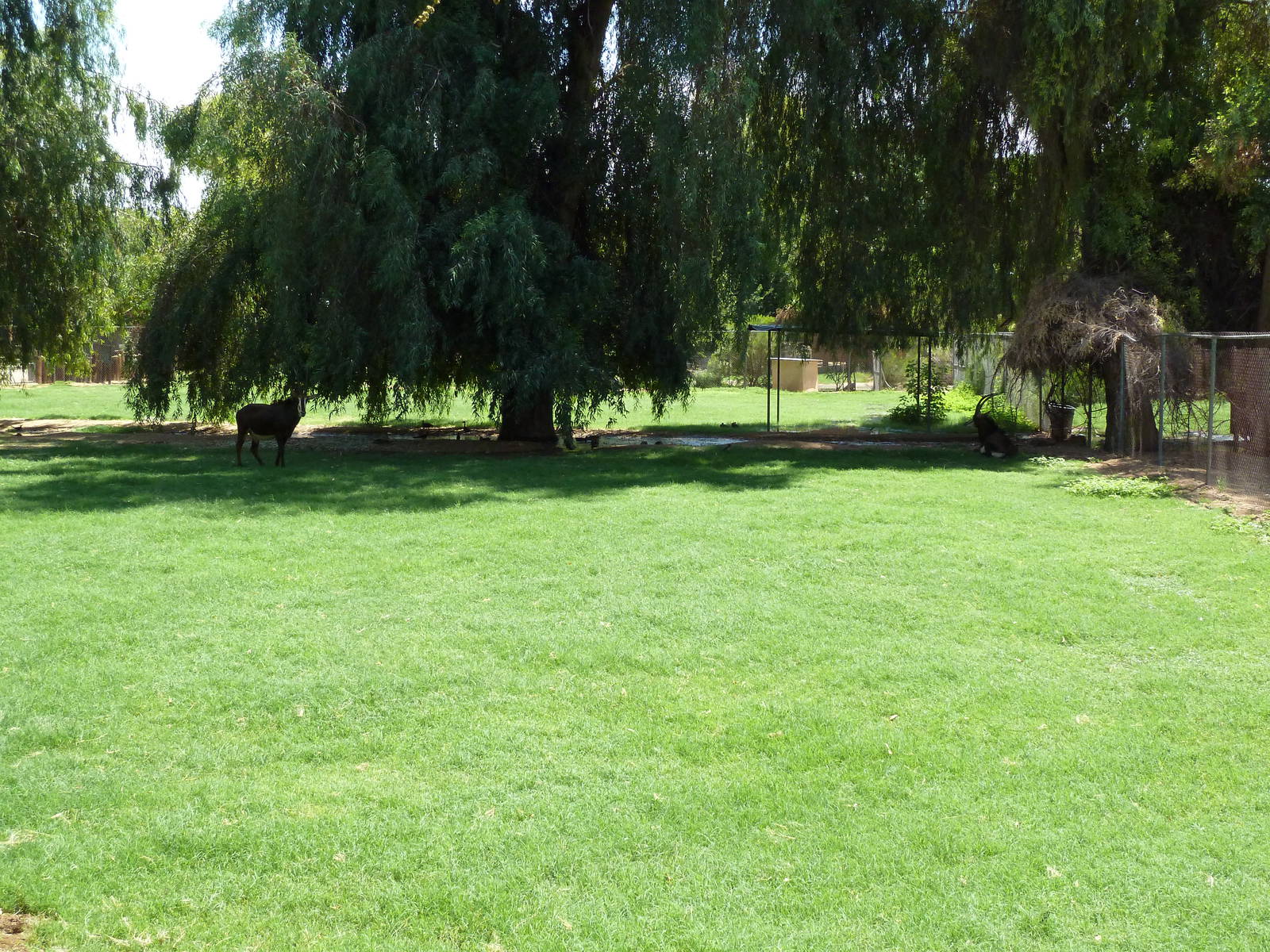 Sable Antelope Exhibit