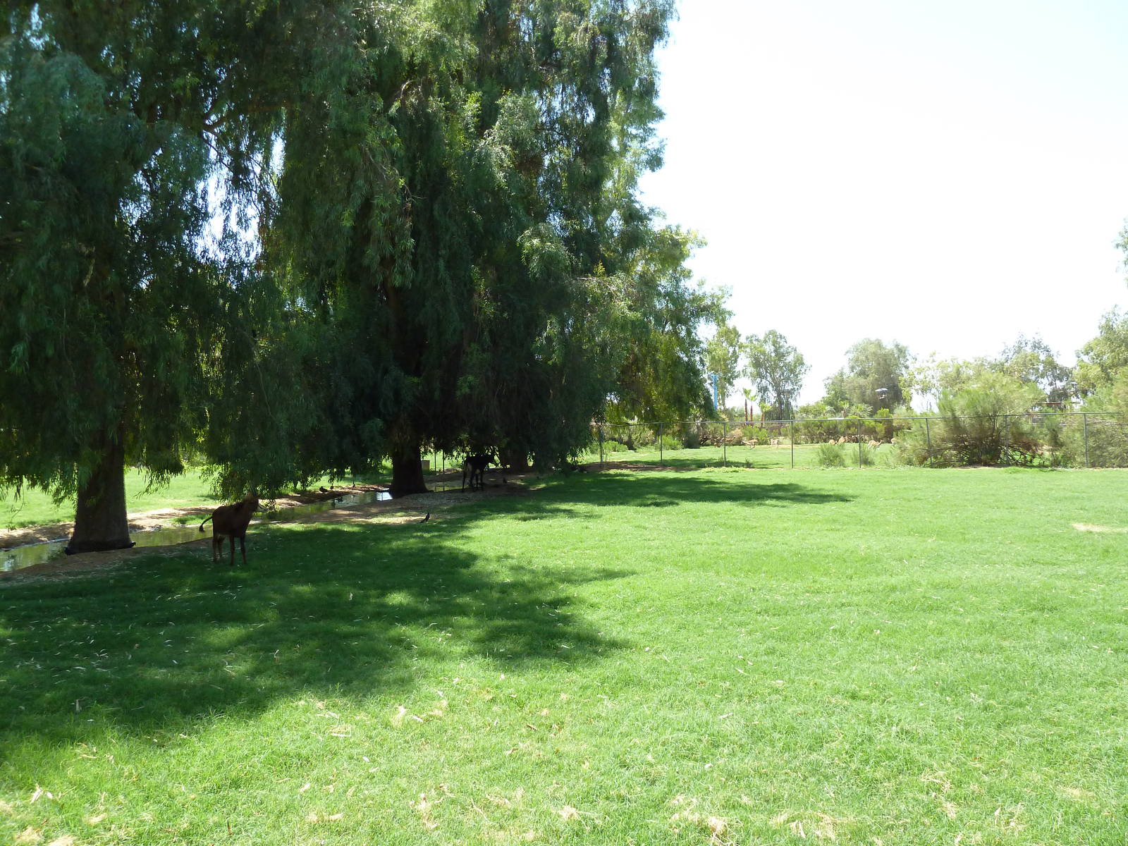 Sable Antelope Exhibit