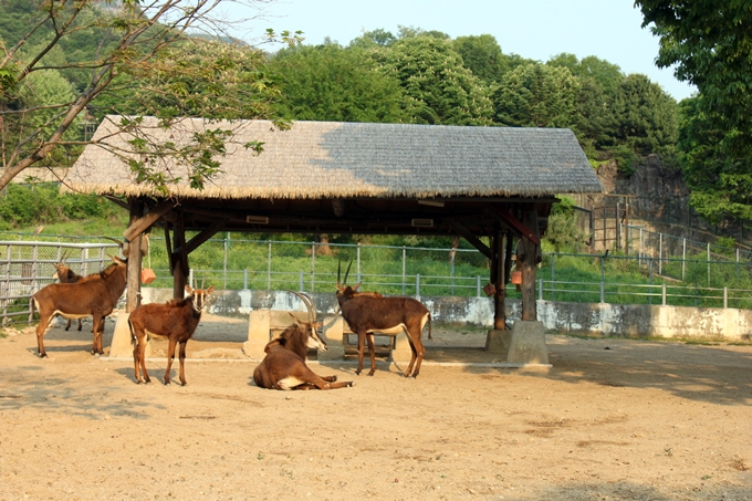 Sable antelope exhibit