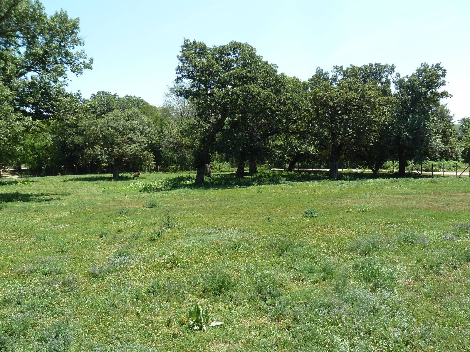 Sable Antelope Exhibit