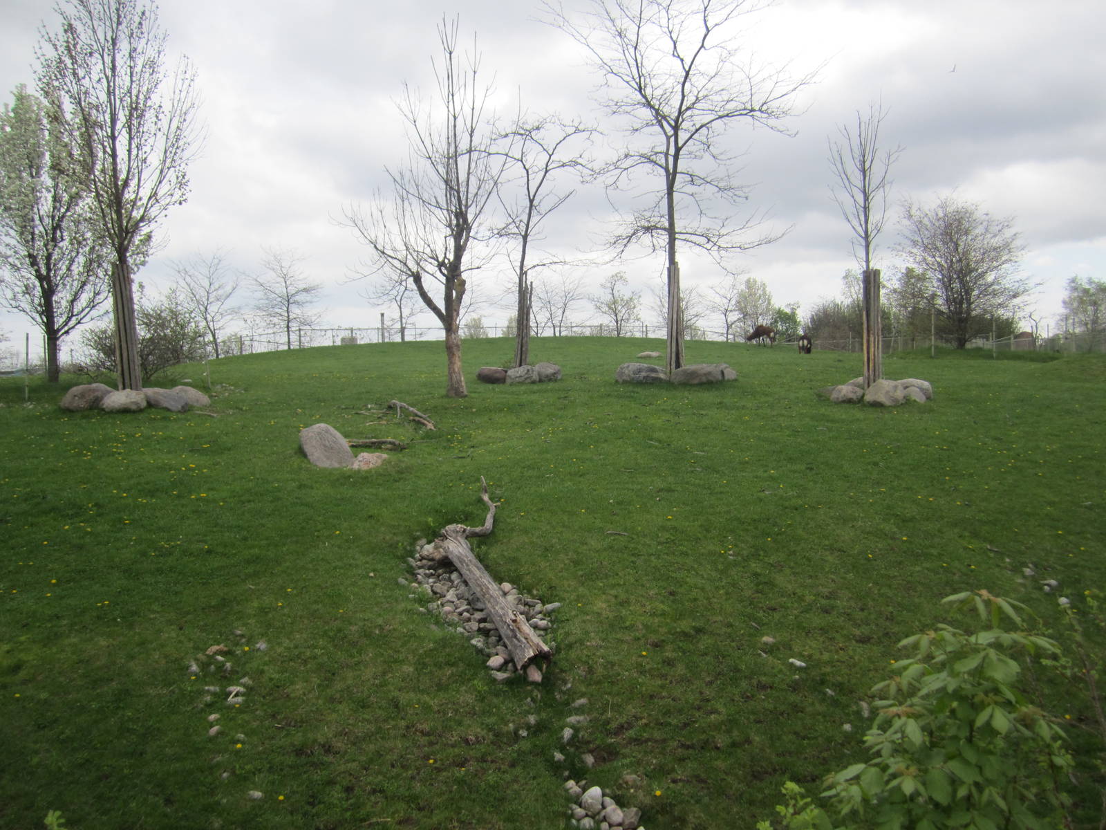 Sable Antelope Exhibit