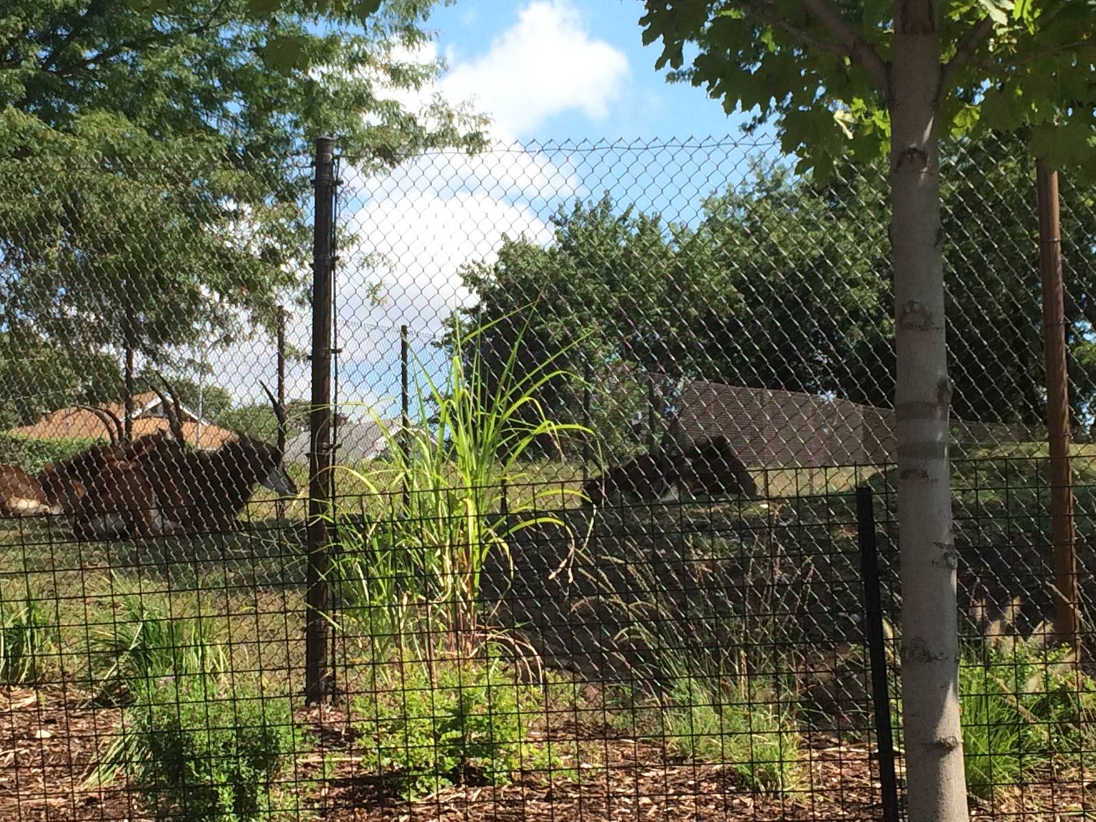 Sable Antelope Exhibit