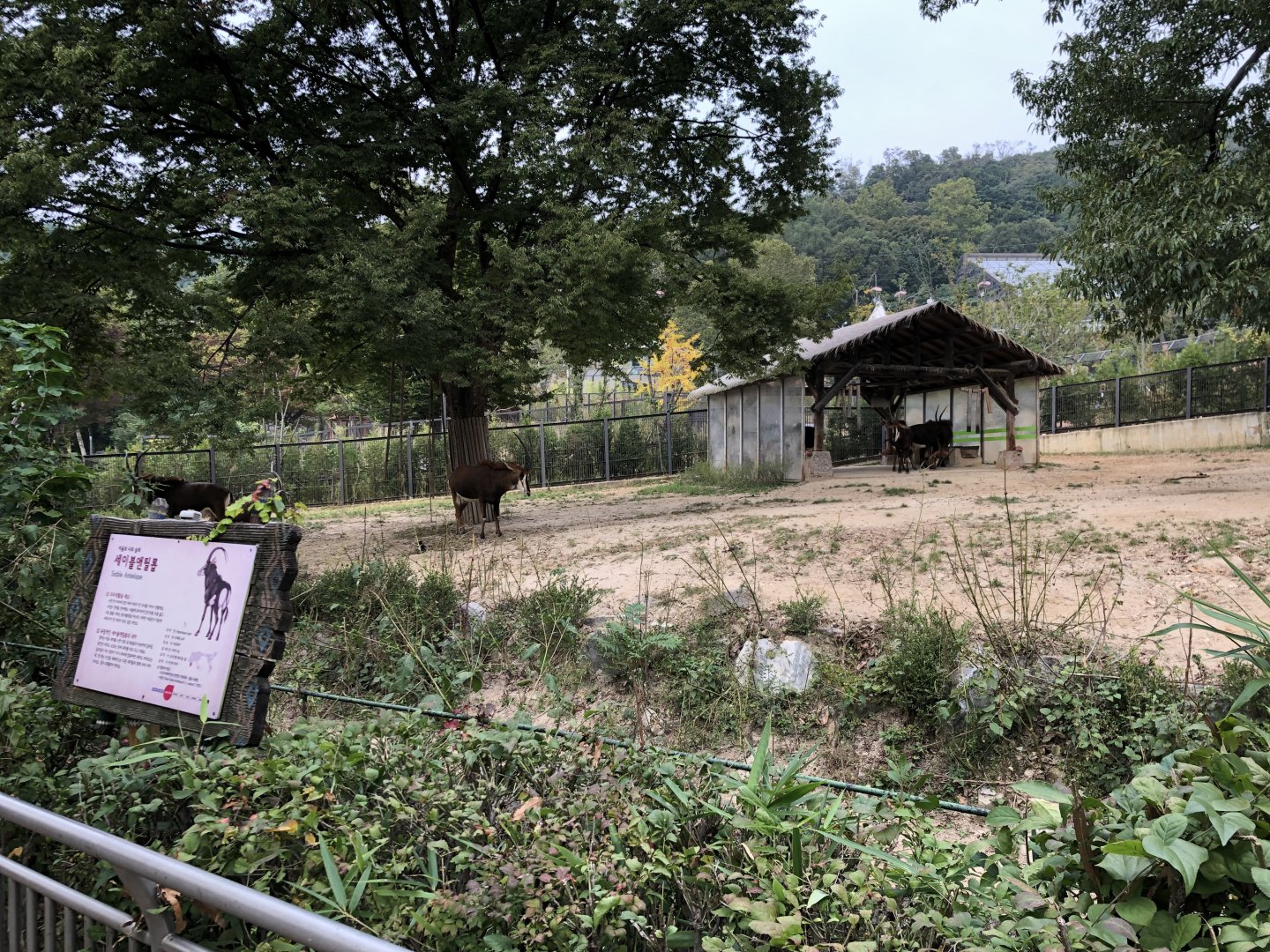 Sable Antelope Exhibit