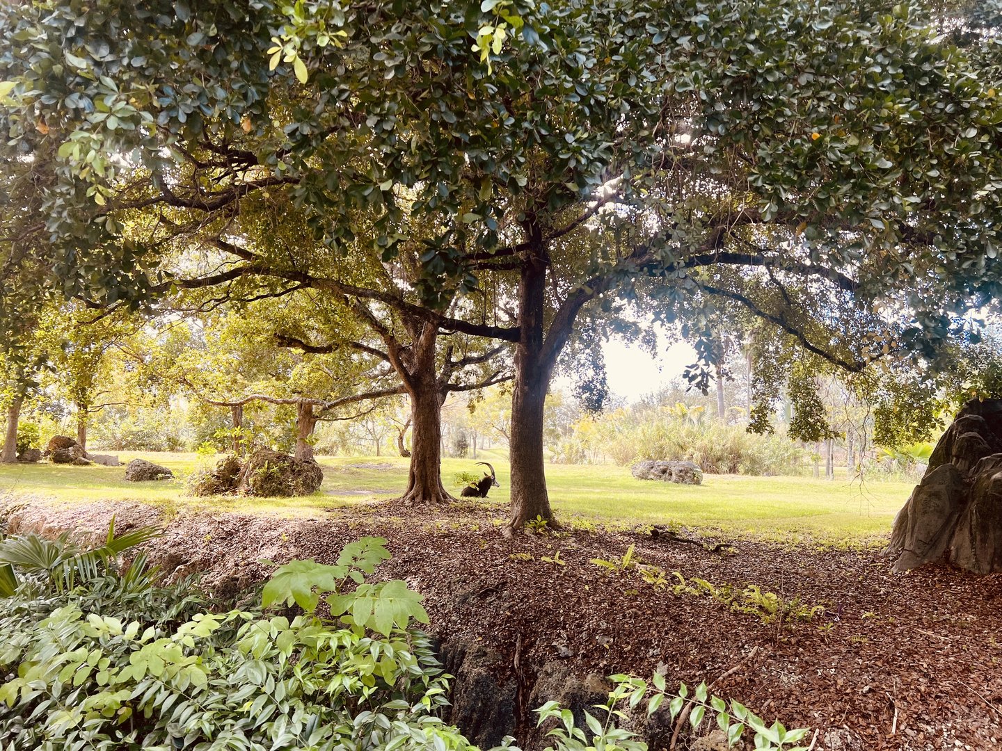 Sable Antelope Exhibit