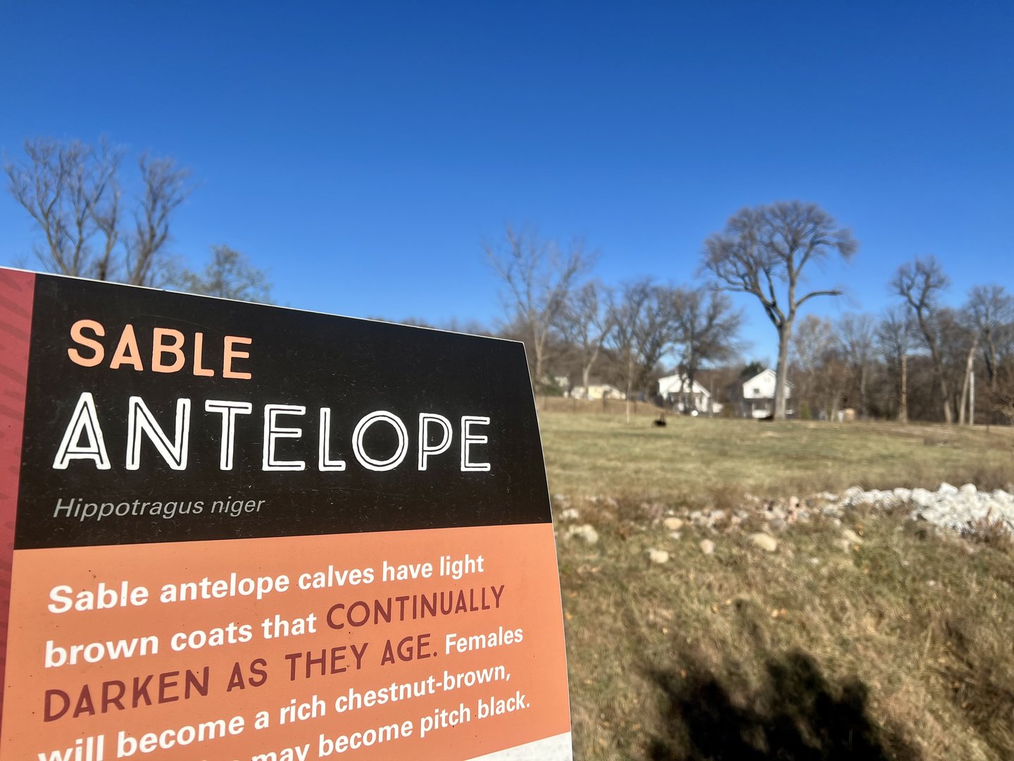 Sable Antelope Exhibit