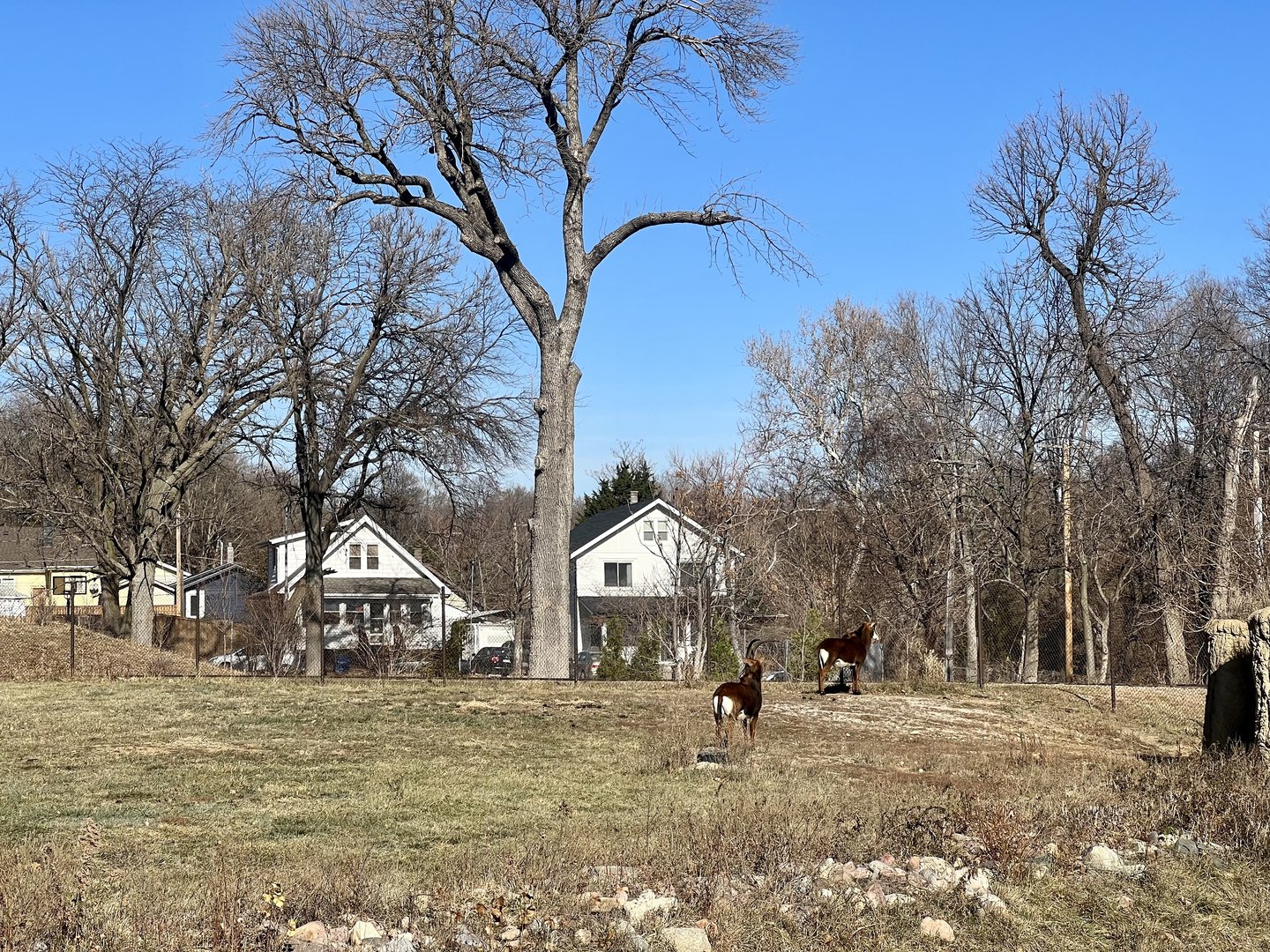 Sable Antelope Exhibit
