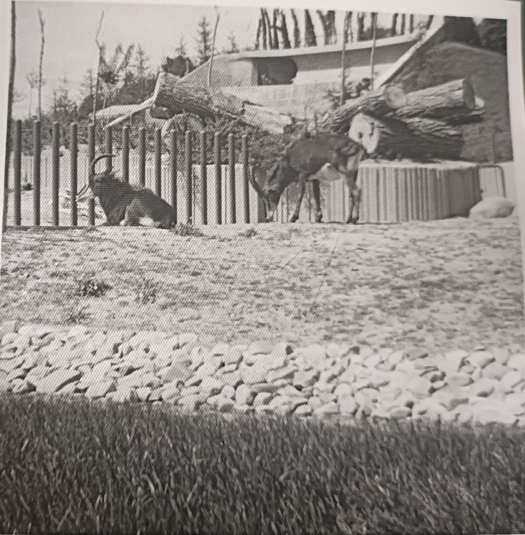 Sable antelope exhibit