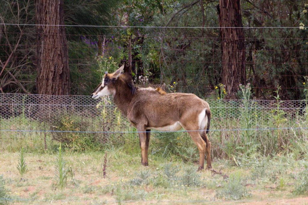 Sable Antelope female