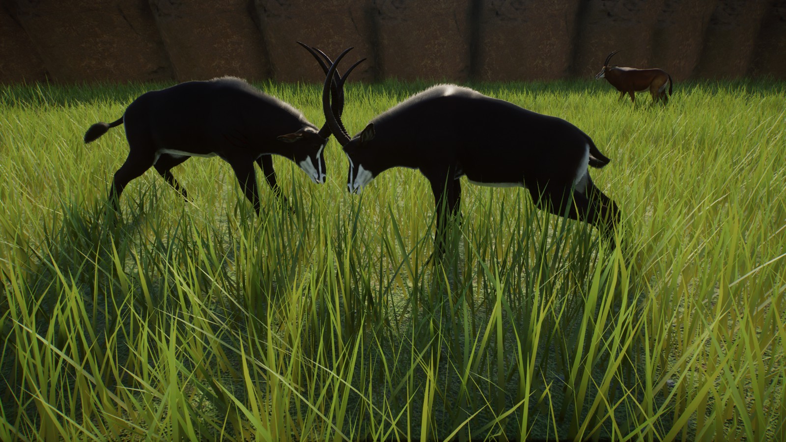 Sable Antelope Fight