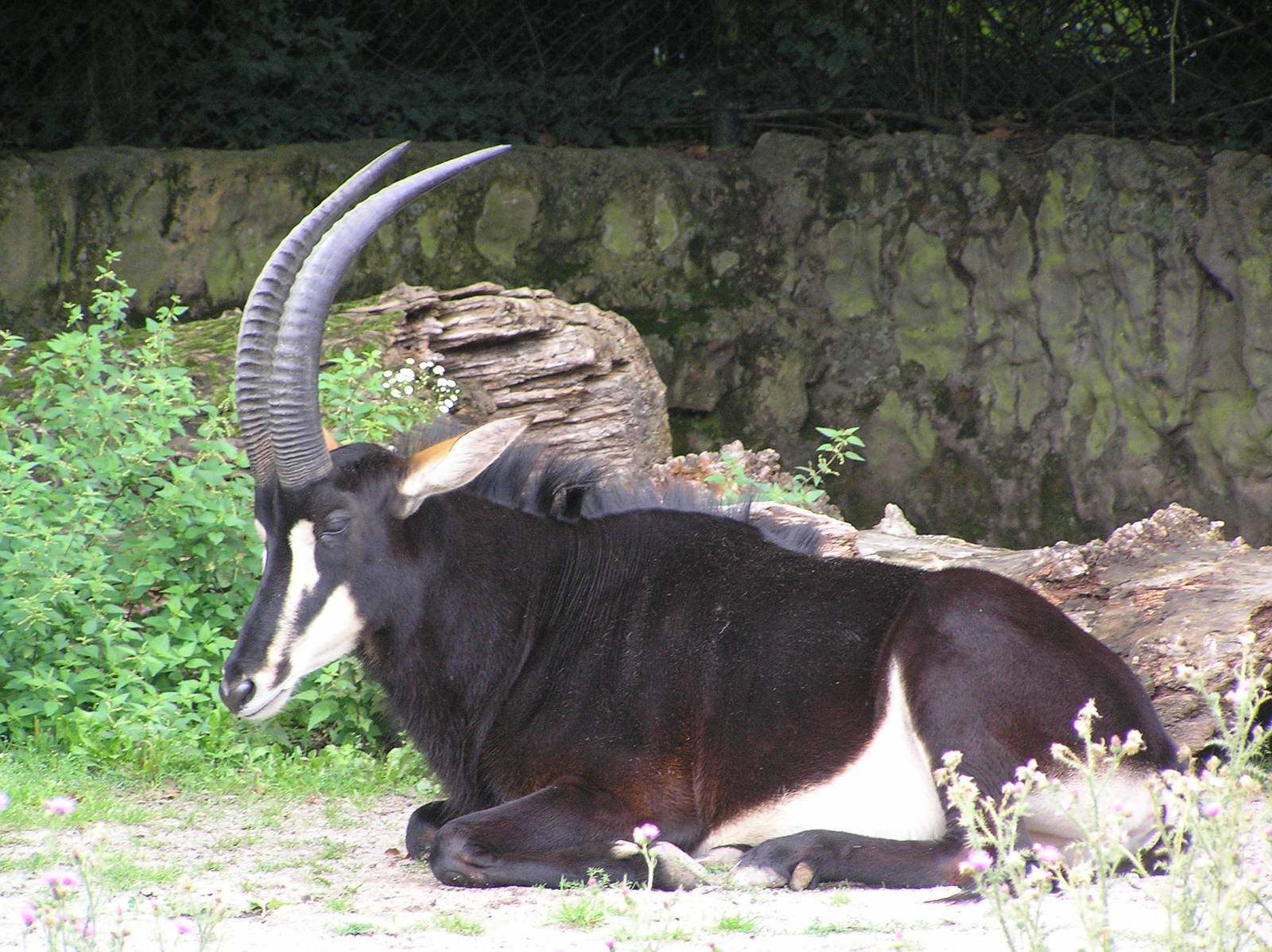 Sable antelope - Frankfurt
