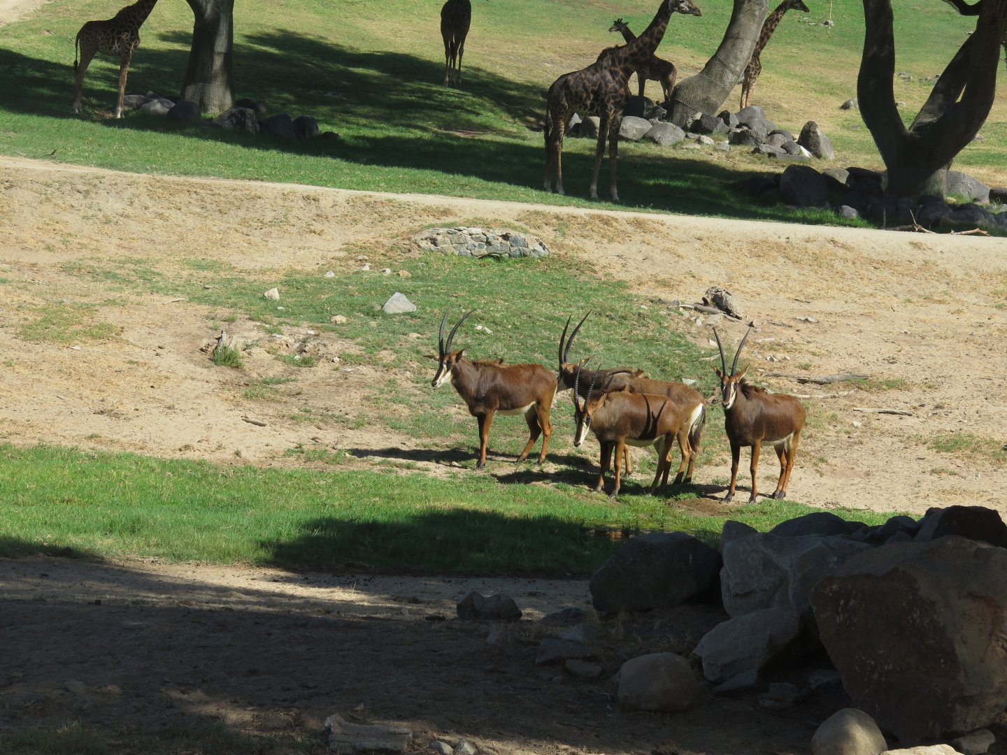 Sable Antelope, Giraffe in Background