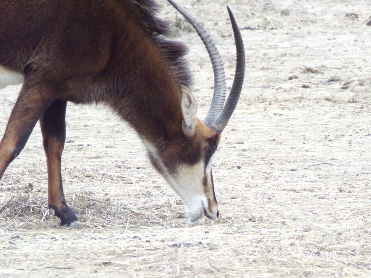 Sable antelope grazing - Réserve Africaine de Sigean (2024)