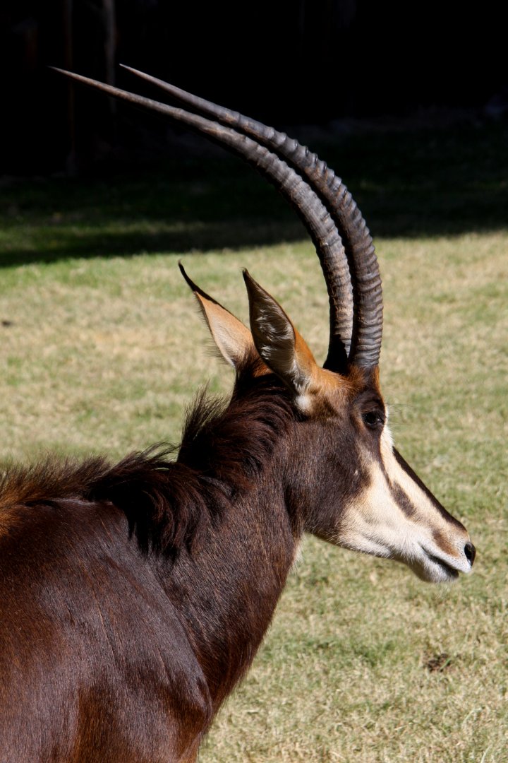 sable antelope (Hippotragus niger) 2010
