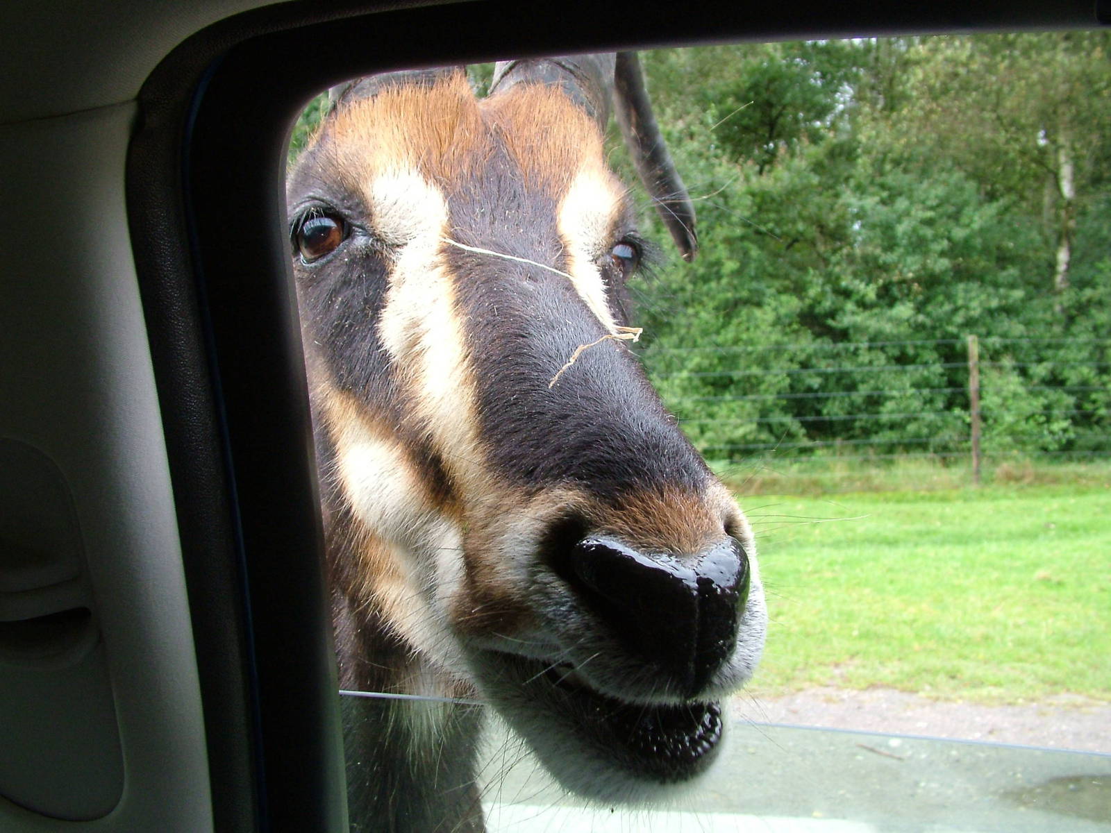 Sable Antelope (Hippotragus niger) at Serengetipark Hodenhagen