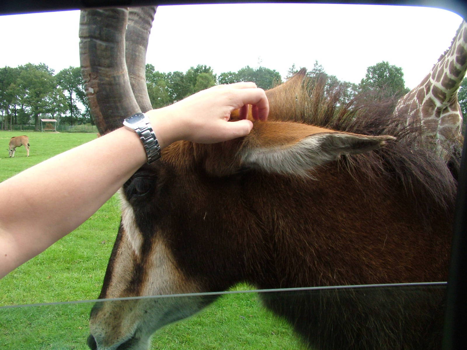 Sable Antelope (Hippotragus niger) at Serengetipark Hodenhagen