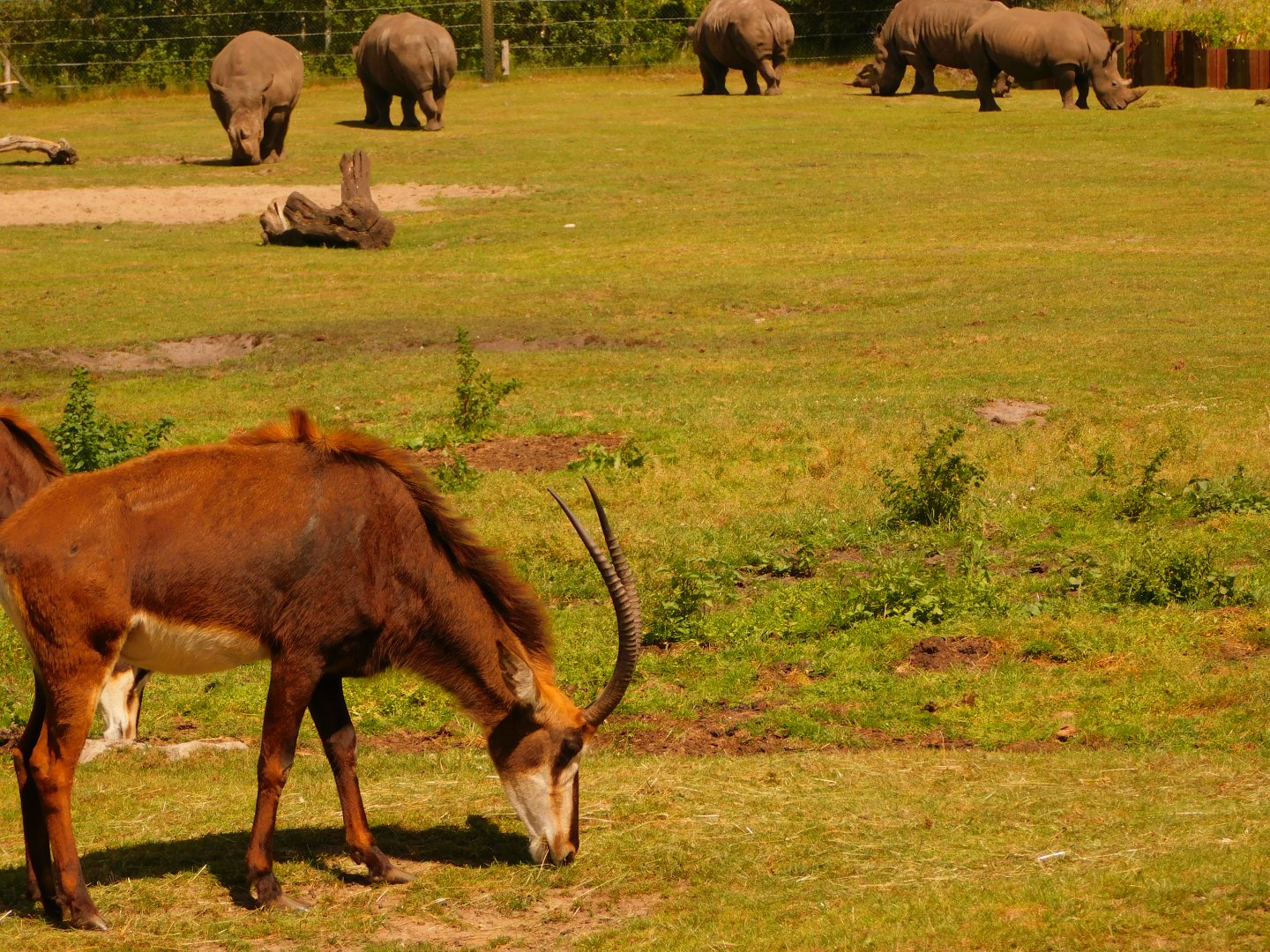 Sable Antelope (Hippotragus niger niger) & Southern White Rhinoceros (Ceratotherium simum simum)