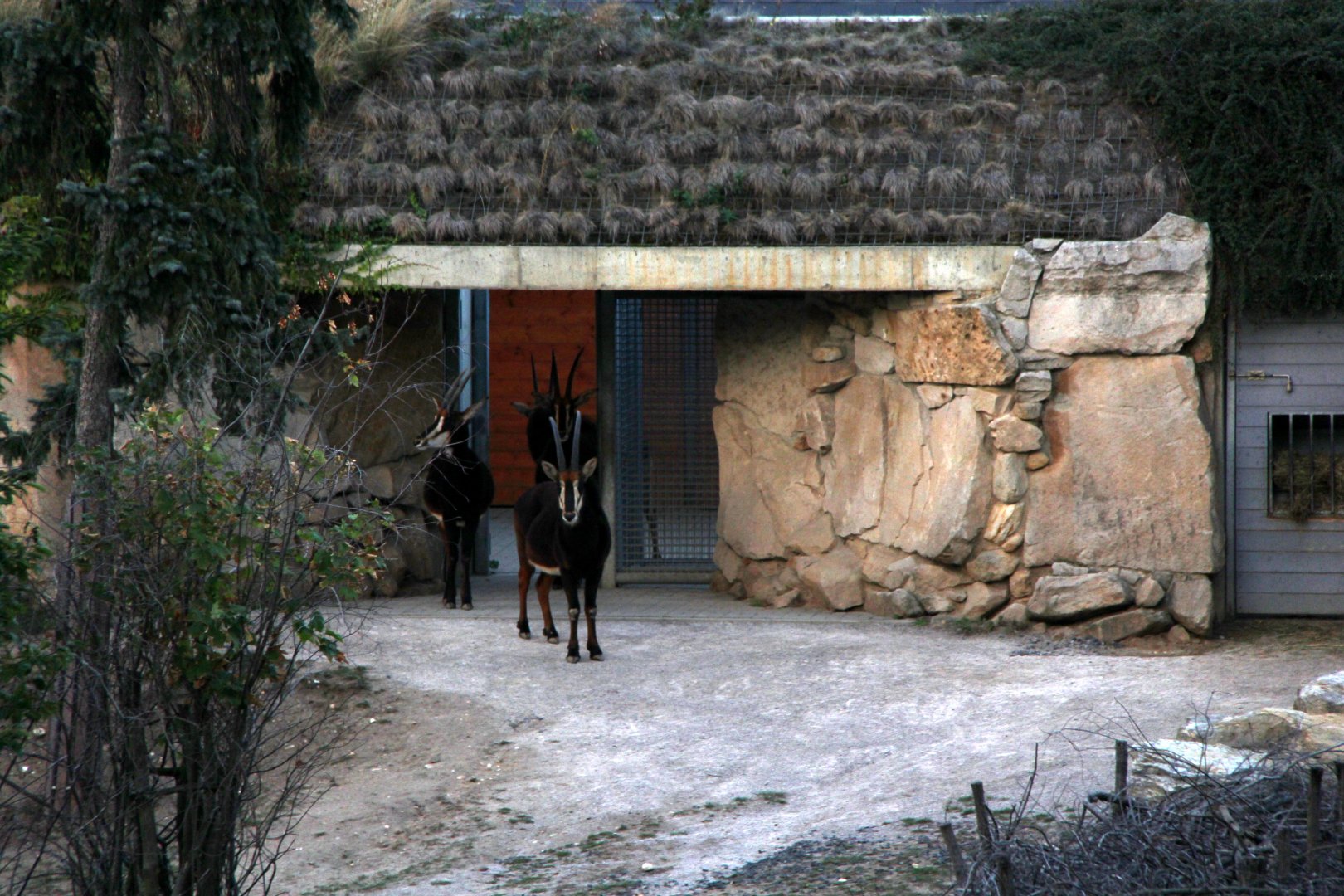 sable antelope (Hippotragus niger)