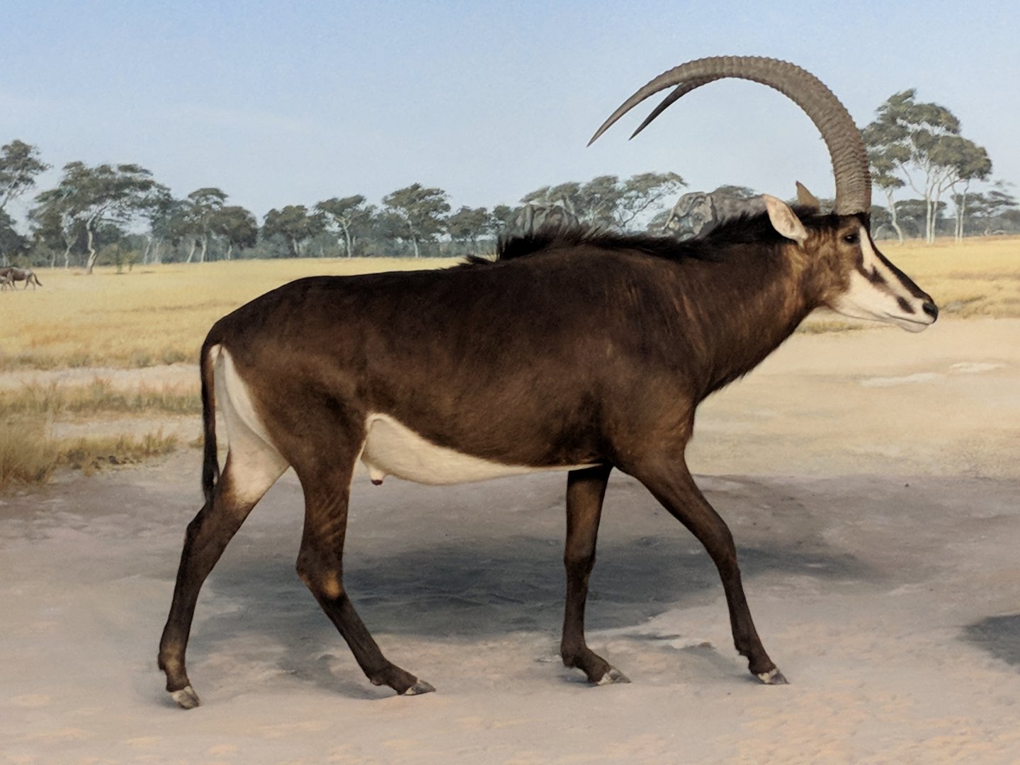 Sable antelope (Hippotragus niger)