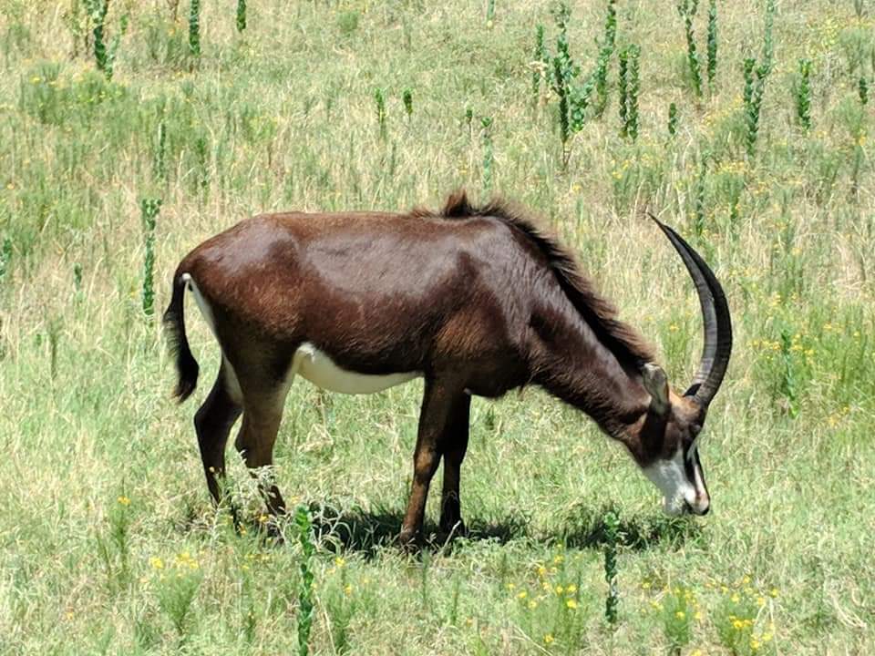 Sable antelope (Hippotragus niger)