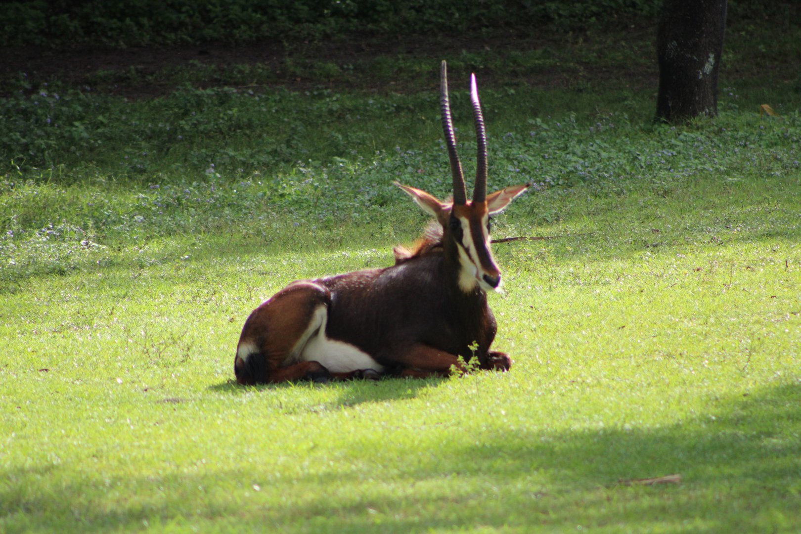 Sable Antelope (Hippotragus niger)