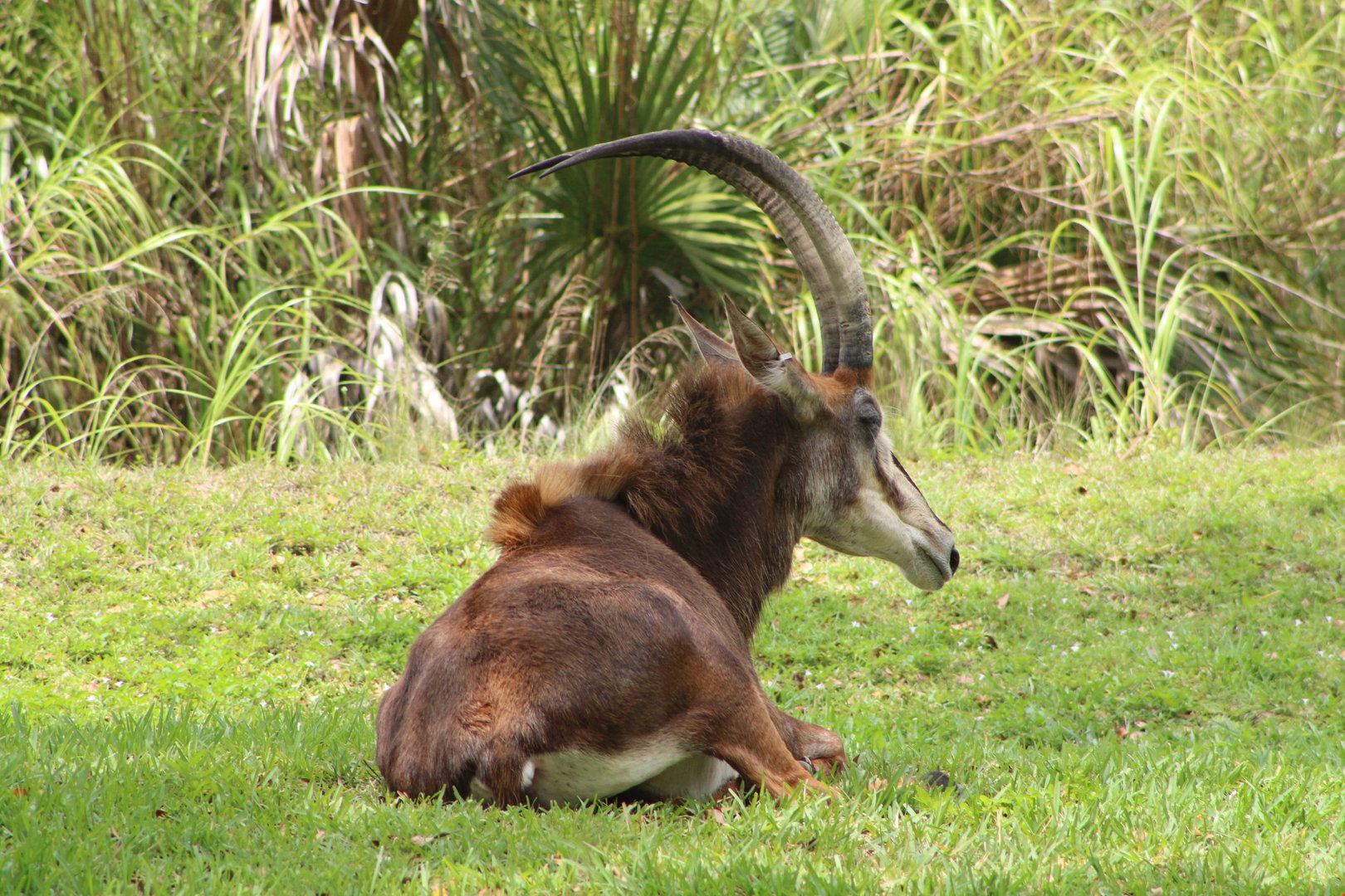 Sable Antelope (Hippotragus niger)