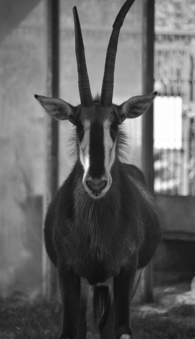 Sable antelope, Hippotragus niger