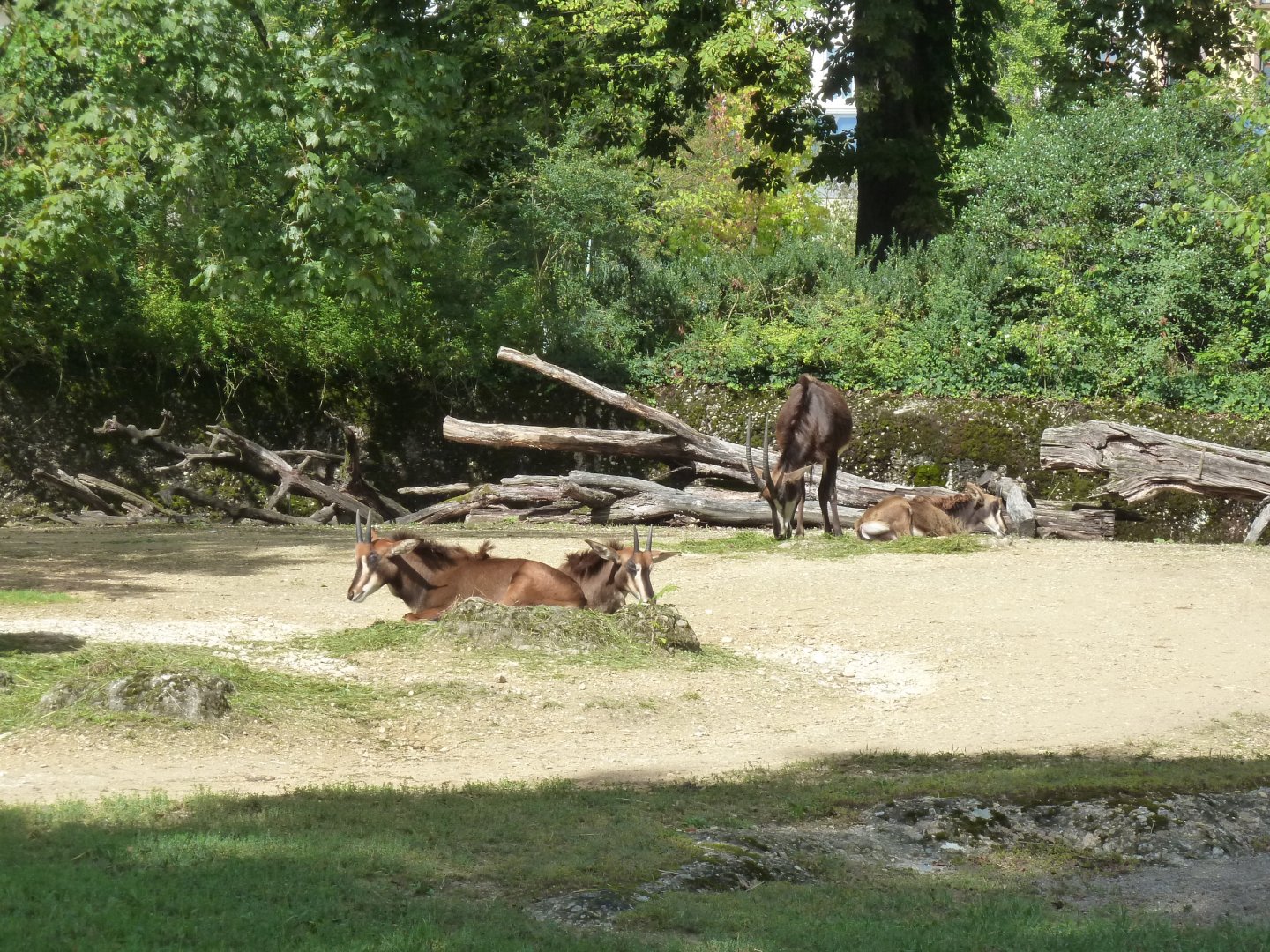 Sable antelope (Hippotragus niger)
