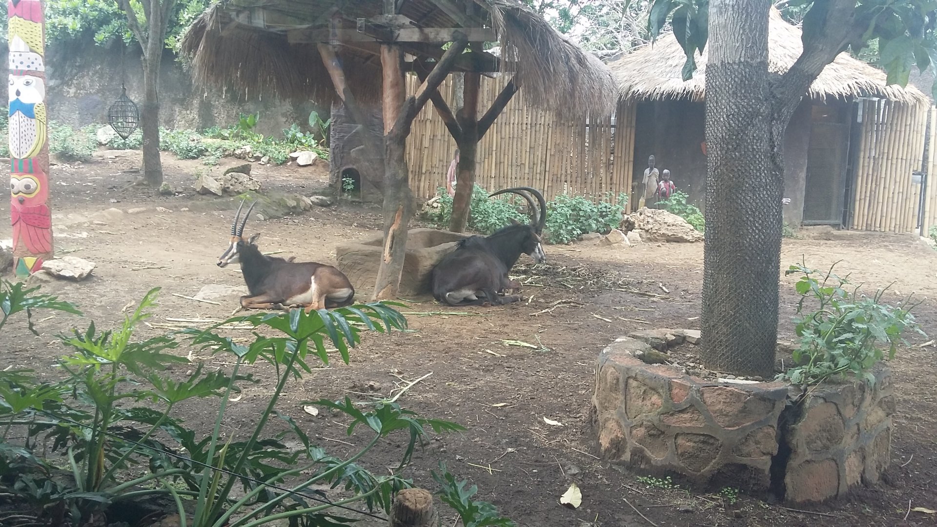 Sable antelope (Hippotragus niger)