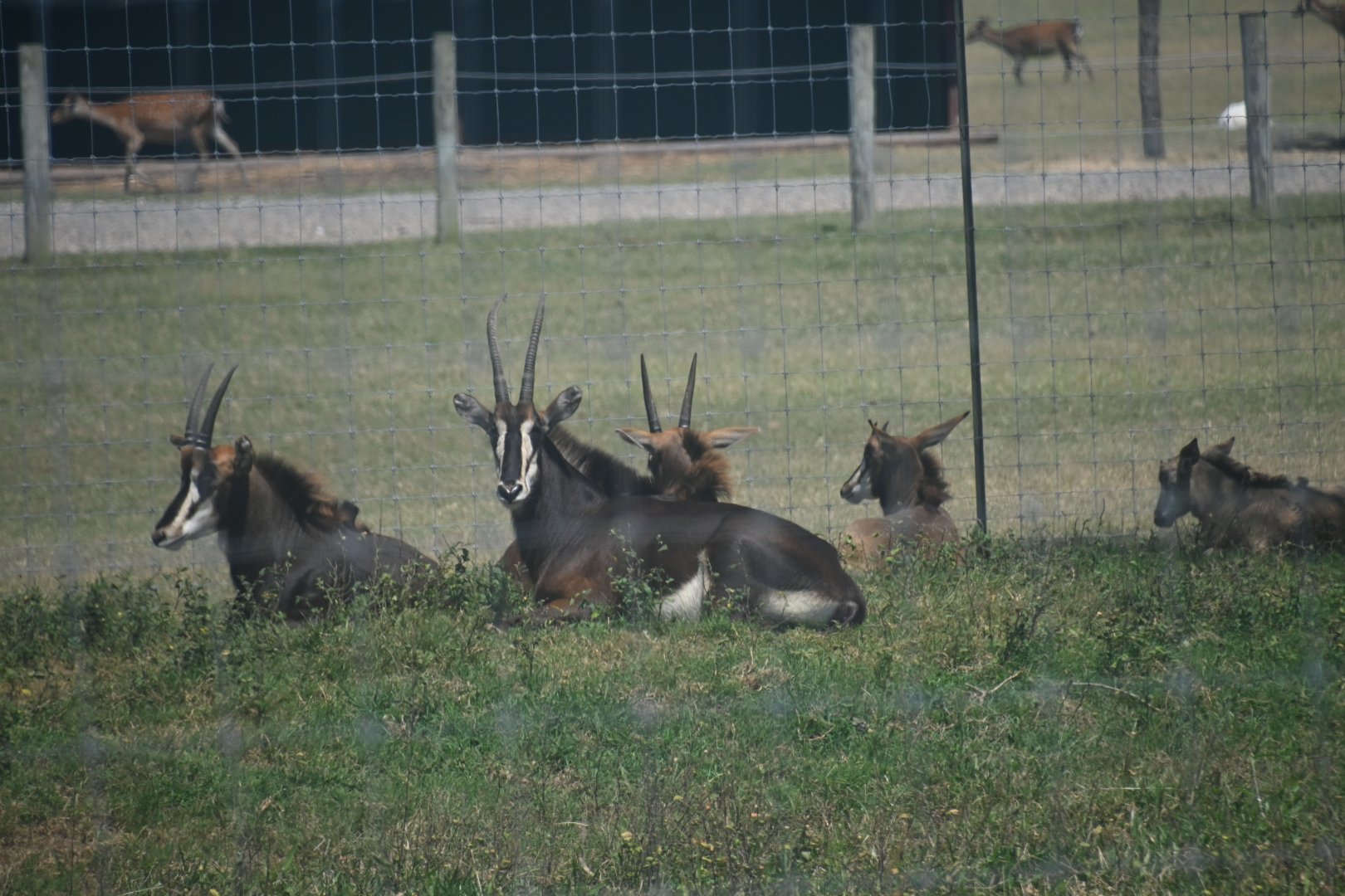 Sable antelope (Hippotragus niger)