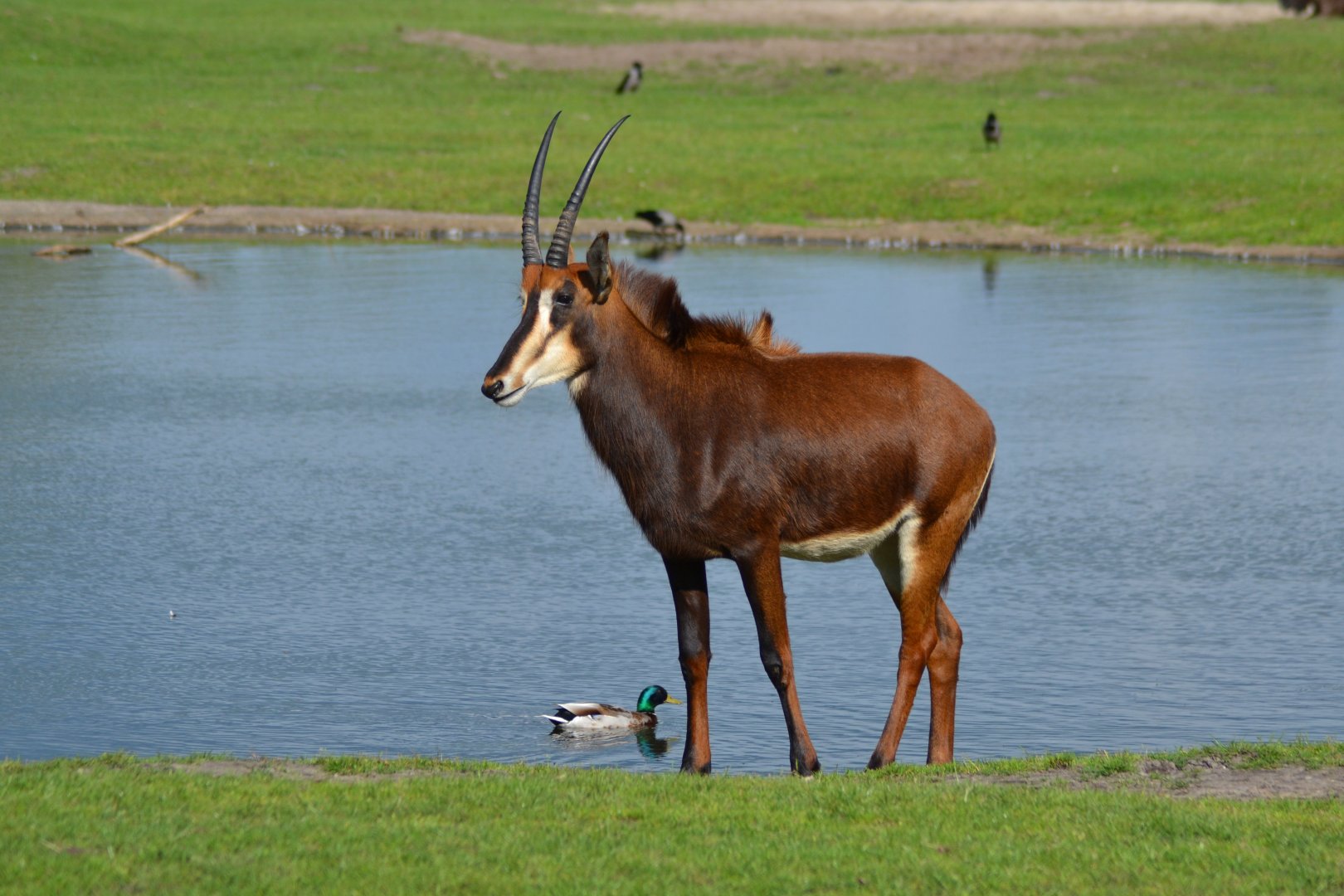 Sable antelope in Givskud Zoo