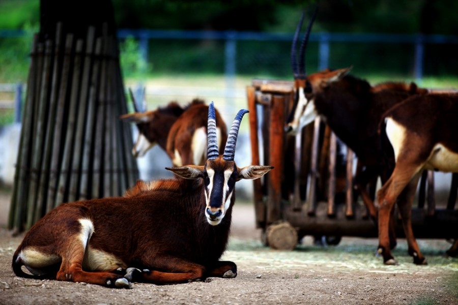 Sable antelope in Seoul zoo