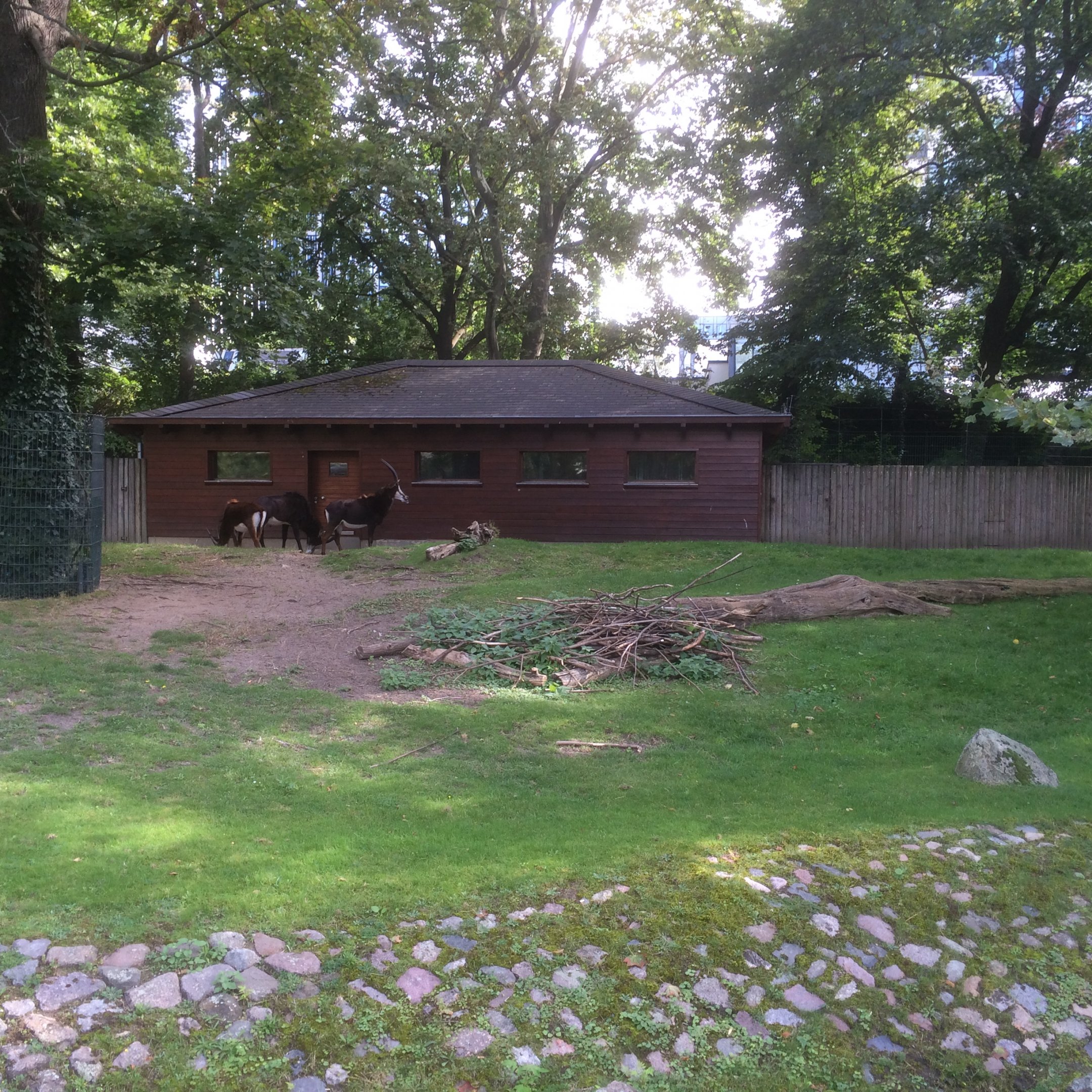Sable antelope & Kirk's dik dik enclosure