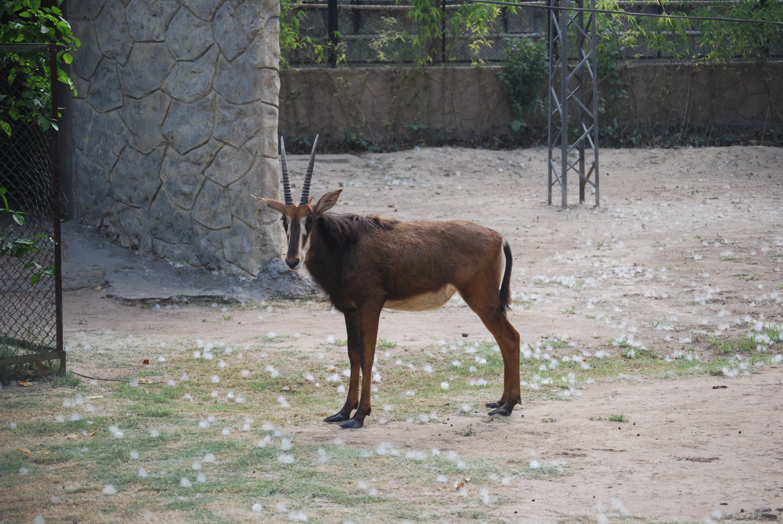 Sable antelope -  Lahore zoo 26/4/2025