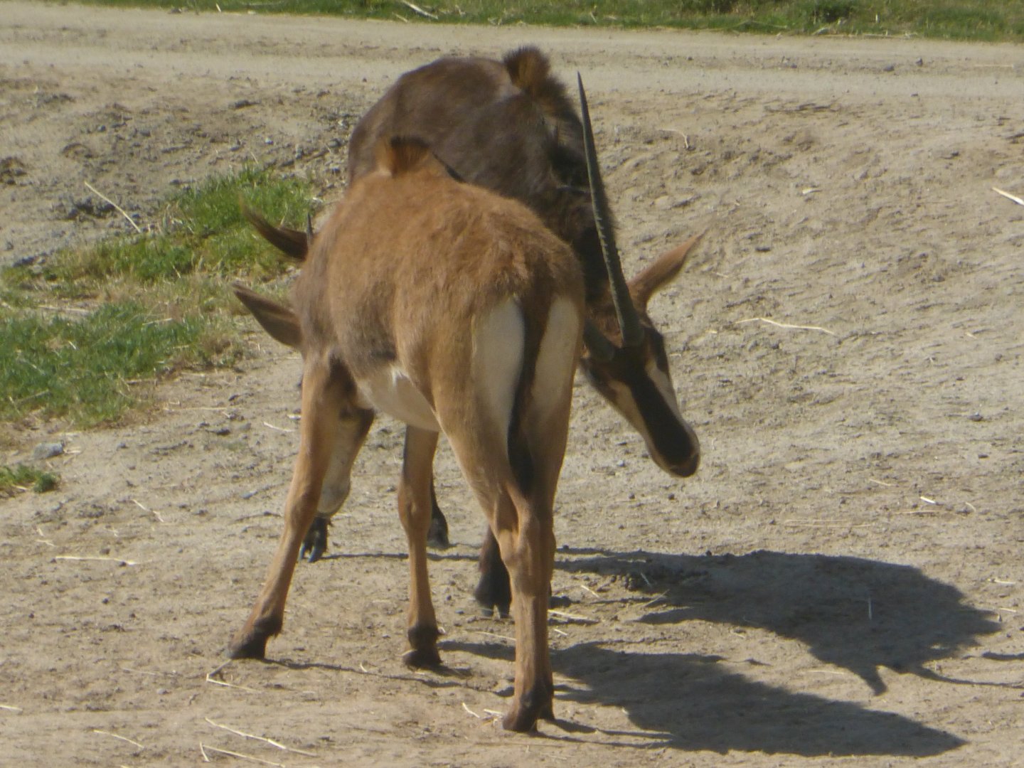 Sable antelope locking horns