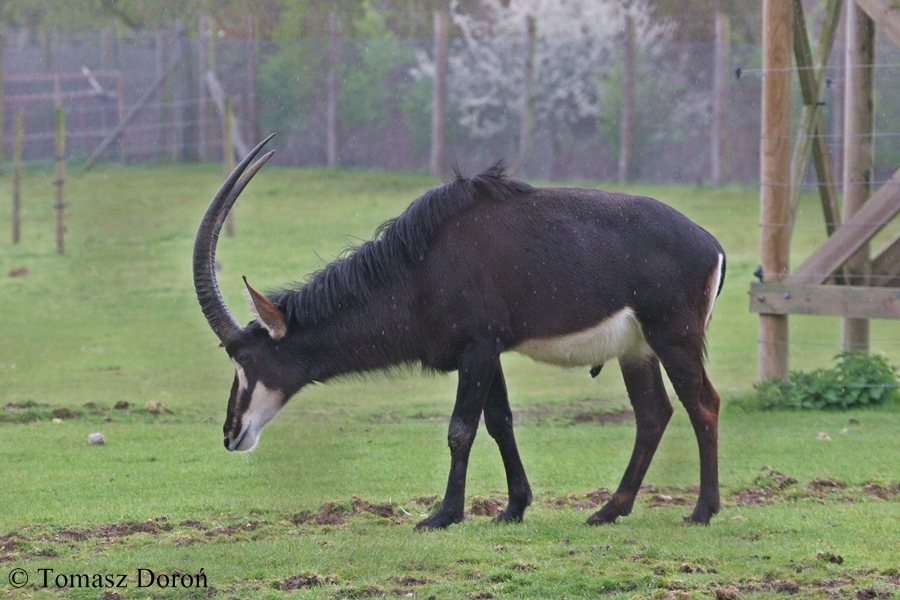 Sable Antelope - male