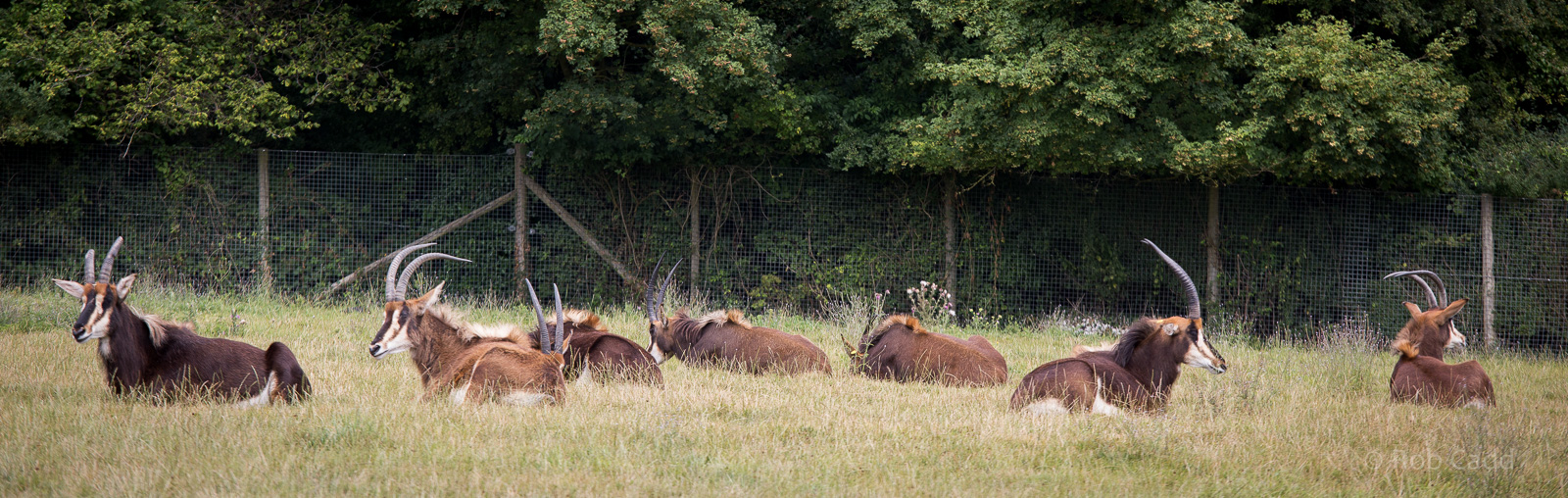 Sable antelope : Marwell : 08 Aug 2014