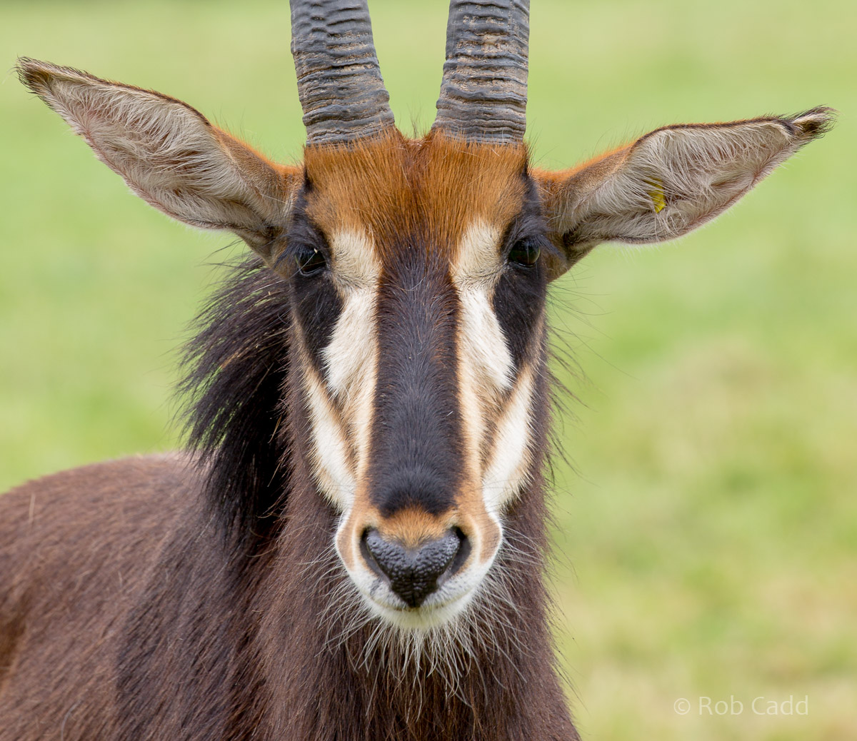Sable antelope : Marwell : 29 Jul 2016