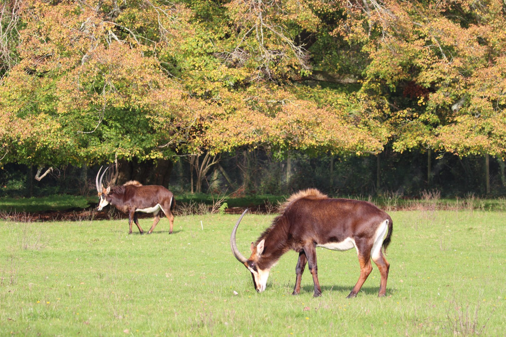 Sable Antelope, Marwell, October 2019