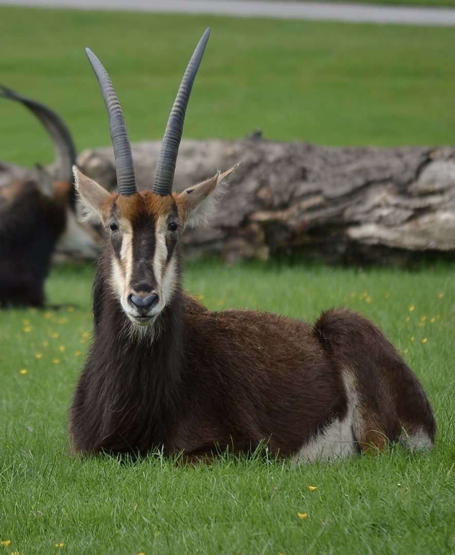 Sable Antelope - May 2022