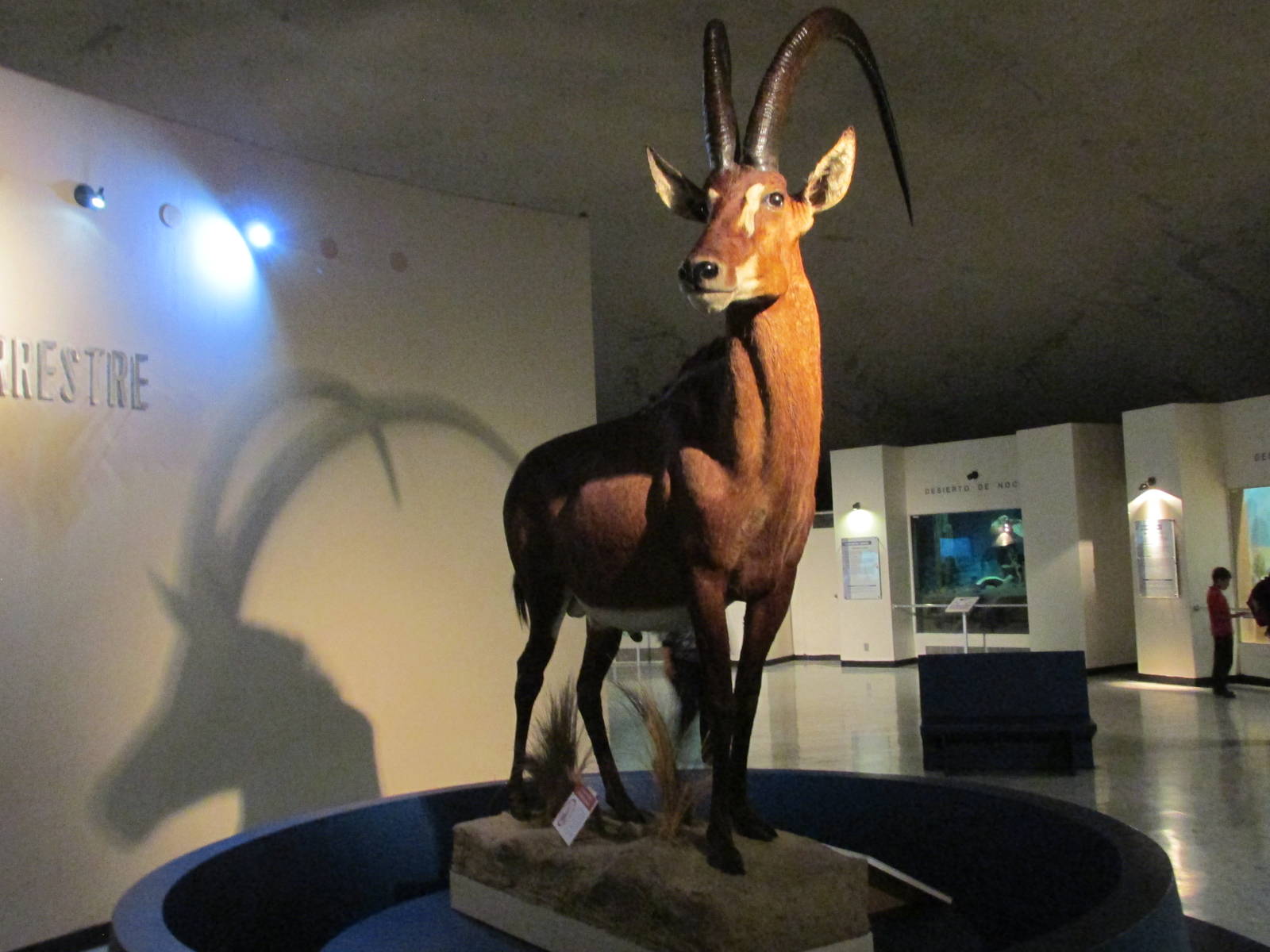 sable antelope museo de historia natural