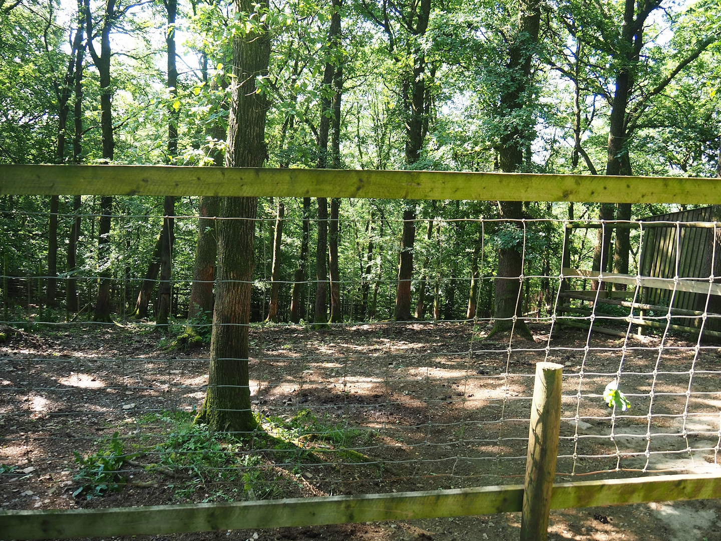 Sable antelope paddock, 2023-06-24